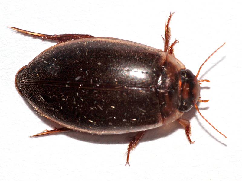 Rhantus frontalis